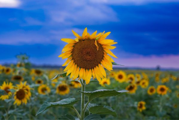Columbia Bottom Conservation Area by null
