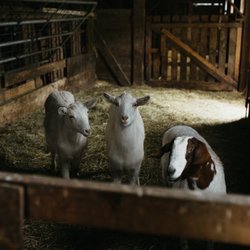 Jenne Farm