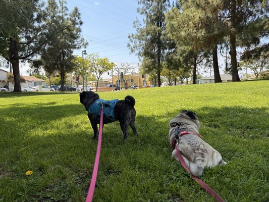 Abraham Lincoln Park by null