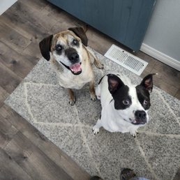 Pups Pups