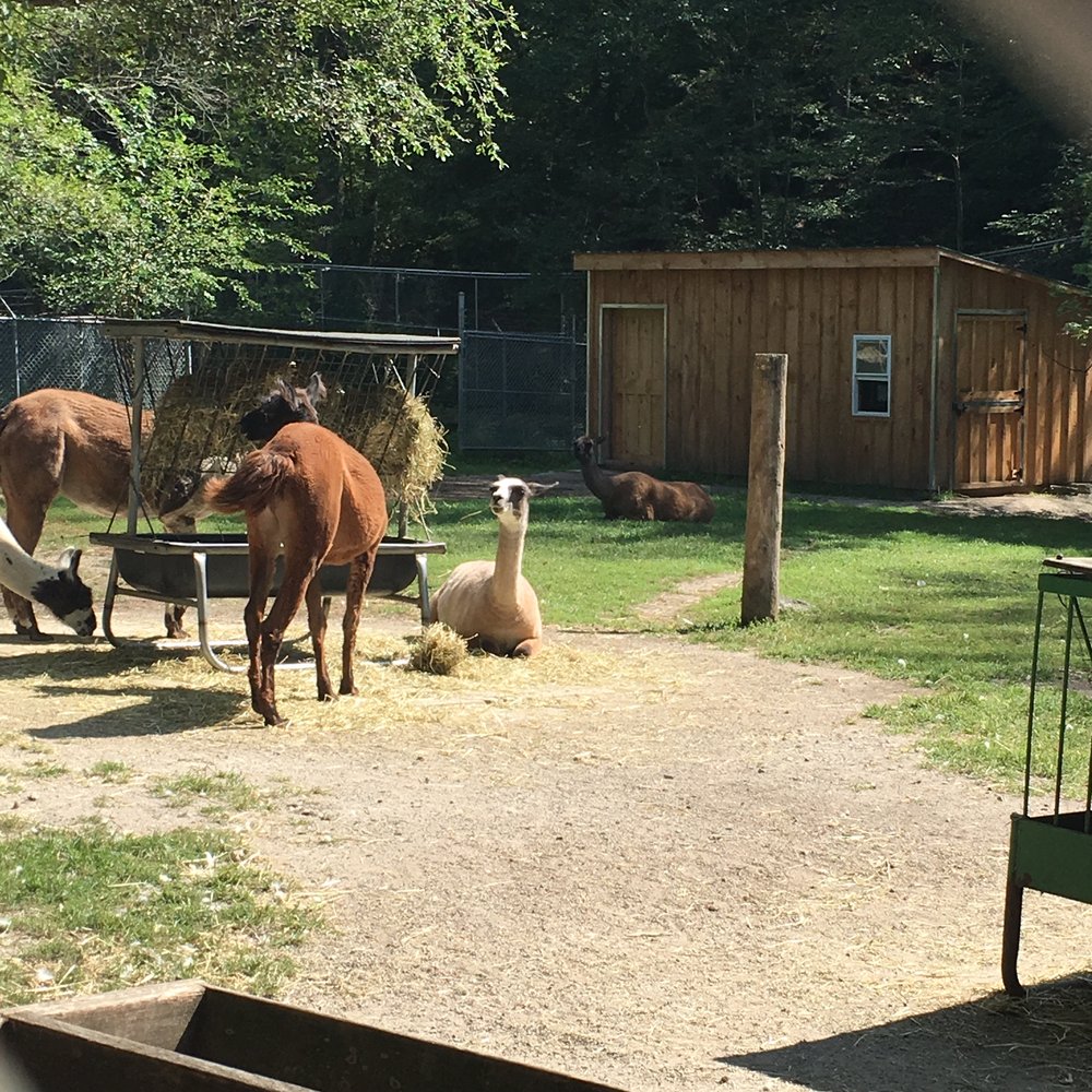 High Park Zoo - Zoos Near Me - Toronto, Ontario High Park Zoo - Zoos Near Me - Toronto, Ontario