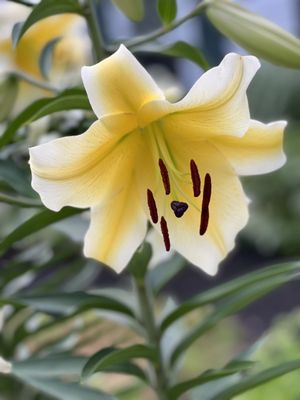 Wenham Tea House by null