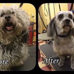 Plush Puppy Grooming