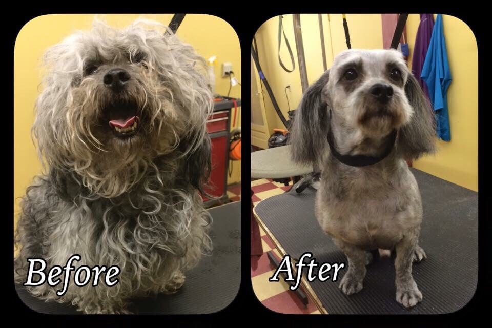 PLUSH PUPPY GROOMING Updated September 2024 59 Photos & 13 Reviews 2423 Parkview Ave