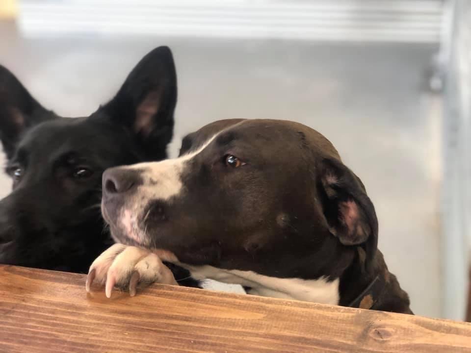 SOUTHERN K9 ACADEMY Updated August 2024 4026 N Valdosta Rd