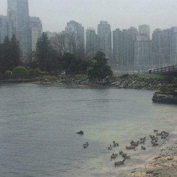 Stanley Park - Ducks chilling on the shore - Parks Near Me - Vancouver, British Columbia Stanley Park - Ducks chilling on the shore - Parks Near Me - Vancouver, British Columbia