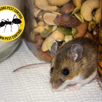 Four Seasons Pest Control - Pest Control Near Me - Grandy, North Carolina