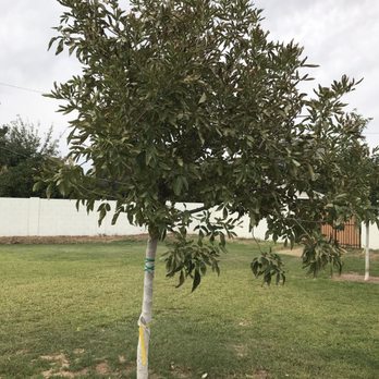 Whitfill Nursery - The poor Ash that has root stress and soon lost its leaves. - Nurseries & Gardening Near Me - Phoenix, Arizona Whitfill Nursery - The poor Ash that has root stress and soon lost its leaves. - Nurseries & Gardening Near Me - Phoenix, Arizona