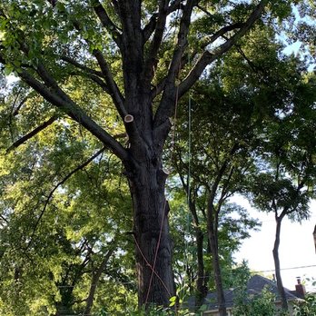 Affordable Tree Care - Huge Oak over yard - Tree Services Near Me - Kansas City, Missouri Affordable Tree Care - Huge Oak over yard - Tree Services Near Me - Kansas City, Missouri