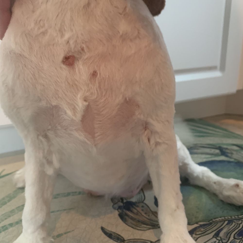 Absolutely butchered by Sierra groomer at PetSmart in Palm Coast Absolutely butchered by Sierra groomer at PetSmart in Palm Coast