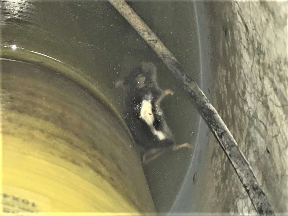 MARKET READY HOME INSPECTIONS 28 Photos 960 Washington St