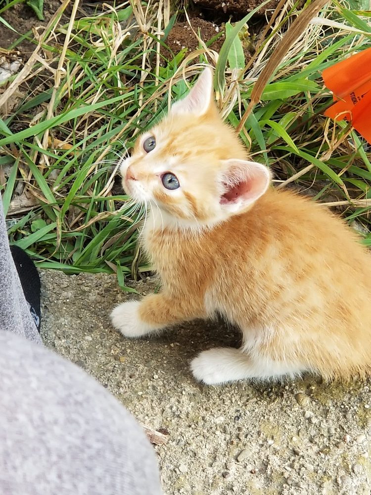 DOLLAR GENERAL Updated October 2024 11 Saratoga Dr, Batesville