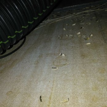 Florida Wildlife Buddies - This is a special treatment which Rats will eat them and leave and the rats will die far away from home/business - Pest Control Near Me - Jupiter, Florida Florida Wildlife Buddies - This is a special treatment which Rats will eat them and leave and the rats will die far away from home/business - Pest Control Near Me - Jupiter, Florida