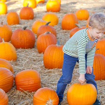 Mr Jack O' Lanterns Pumpkins - Pick YOUR perfect pumpkin. - Kids Activities Near Me - Los Angeles, California Mr Jack O' Lanterns Pumpkins - Pick YOUR perfect pumpkin. - Kids Activities Near Me - Los Angeles, California