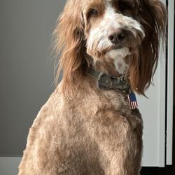 Calming Nature Pet Grooming - So bad!!