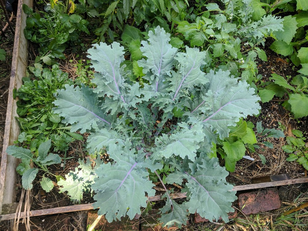 YARD N GARDENLAND Updated October 2024 1501 NE 102nd St, Vancouver