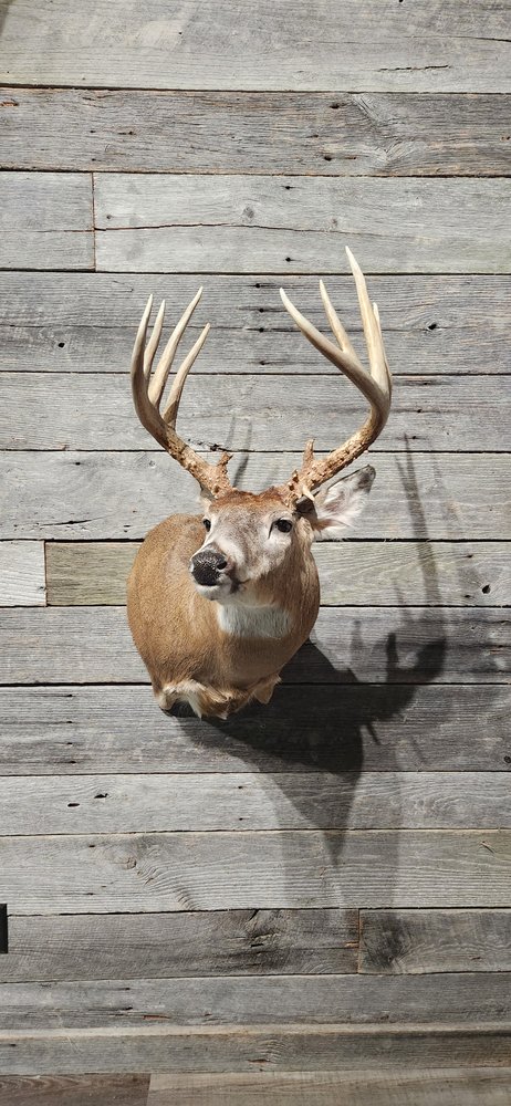 God's Country Taxidermy - taxidermy in Hillsboro, KY