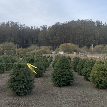 4-C's Christmas Tree Farm - Christmas Trees Near Me - Half moon Bay, California