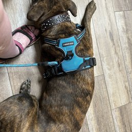 This is my Dutchie Boy Clyde