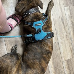 Higley Road Pet Clinic - This is my Dutchie Boy Clyde