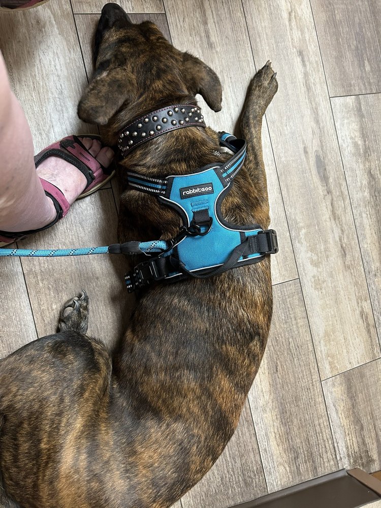 HIGLEY ROAD PET CLINIC Updated September 2024 26 Photos & 59