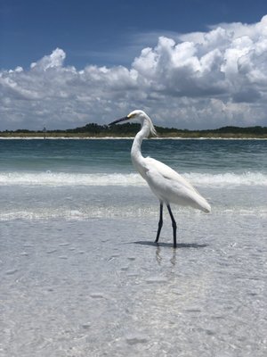 Hubbard's Marina - Birds on Shell Key - Madeira Beach, FL