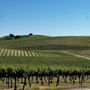 Venteux Vineyards
