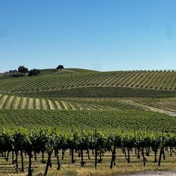 Venteux Vineyards