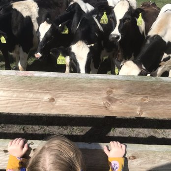 Milking R - Cows Milking R - Cows