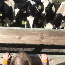 Milking R - Cows
