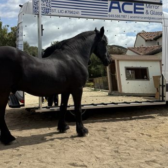 Ace Mirror & Glass - Horse - Glass & Mirrors Near Me - Laguna Hills, California