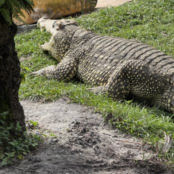 Gatorland - Cuban Gator - Zoos Near Me - Orlando, Florida