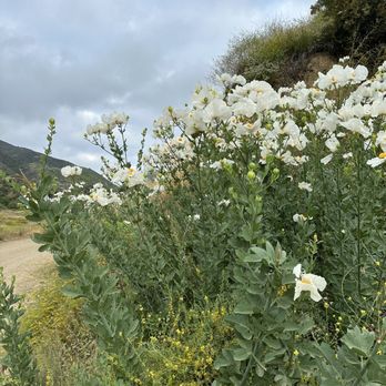 Skyline Drive Trails - Wild flowers 6 feet tall. - Hiking Near Me - Corona, California
