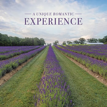 Laveanne Lavender Fields - Venues & Event Spaces Near Me - Campbellcroft, Ontario