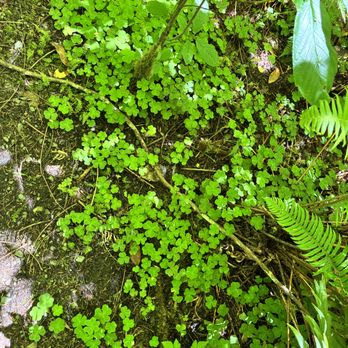 Simpson Reed Grove Trail - no four leaf clovers found - Hiking Near Me Simpson Reed Grove Trail - no four leaf clovers found - Hiking Near Me