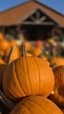 Blooms & Berries Farm Market LLC