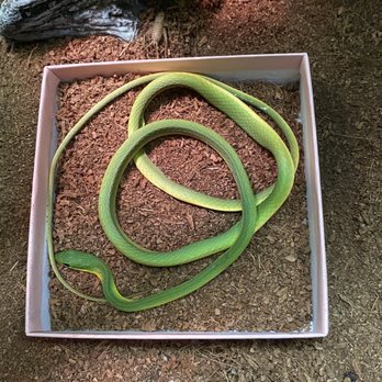 Reptile City - 3rd dead snake - Pet Stores Near Me - Honey Grove, Texas Reptile City - 3rd dead snake - Pet Stores Near Me - Honey Grove, Texas