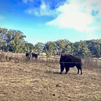 Golden Gate Park Bison - Golden Gate Buffalos: It's a little bit funny.. This feeling inside.. I'm not one of those who can.. Easily hide - Local Flavor Near Me - San Francisco, California