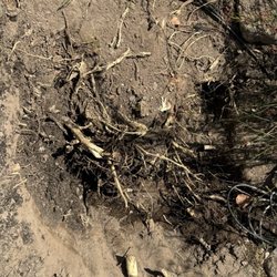 Az Sunshine Landscaping & Design - Before: Root base from storm-damaged tree