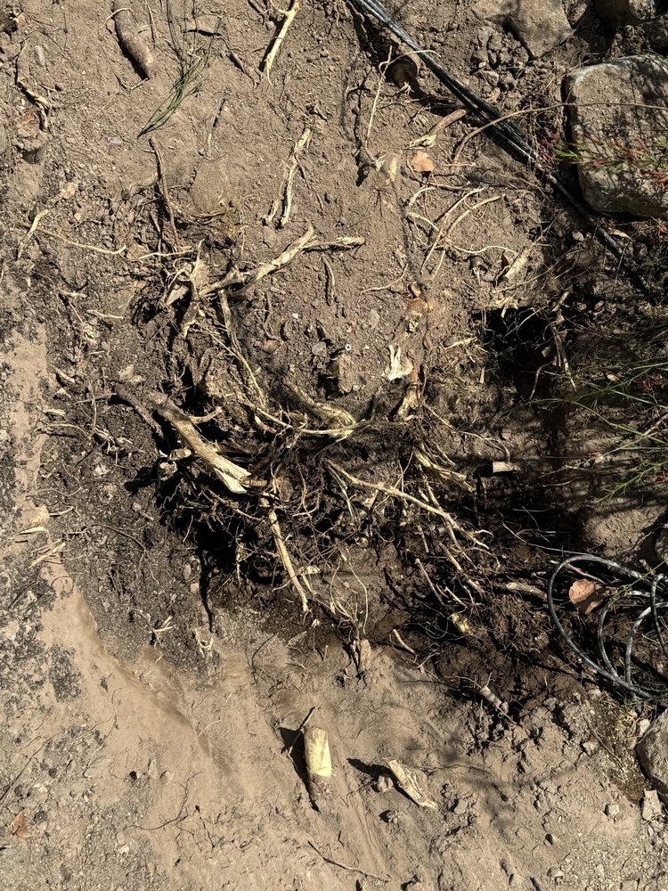 Az Sunshine Landscaping & Design - tree service in Tucson, AZ