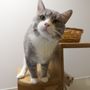 Photo of Harmony House For Cats