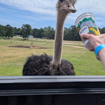 Aloha Safari Park - Emu - Zoos Near Me - Cameron, North Carolina Aloha Safari Park - Emu - Zoos Near Me - Cameron, North Carolina