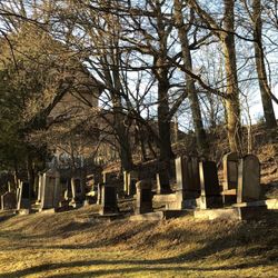 Alter Jüdischer Friedhof - ... über den Zaun geschaut ...