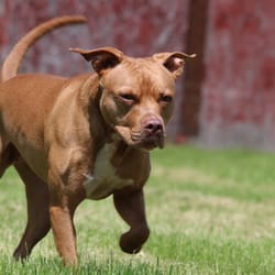 Wicked Lucky Dogs - @LuckyJackDogTraining