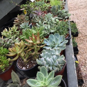 Buchanan's Native Plants - succulents - Nurseries & Gardening Near Me - Houston, Texas Buchanan's Native Plants - succulents - Nurseries & Gardening Near Me - Houston, Texas