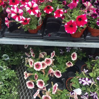 Hi-Way Garden Center - Nurseries & Gardening Near Me - Amherst, New York