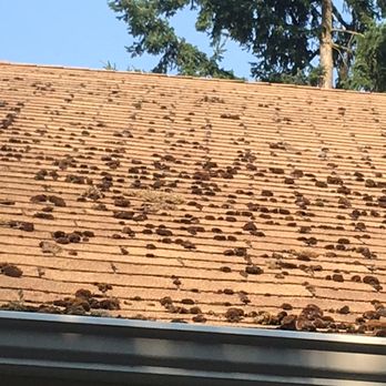 Ace WC - Moss cleaning before - Window Washing Near Me - Seattle, Washington