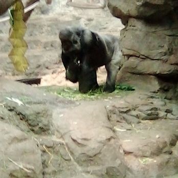 Franklin Park Zoo - Zoos Near Me - Boston, Massachusetts Franklin Park Zoo - Zoos Near Me - Boston, Massachusetts