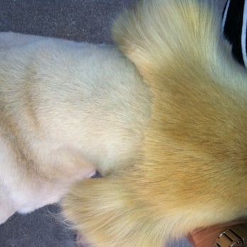 A1 Laundromutt - Pet Groomers Near Me - Santa Barbara, California