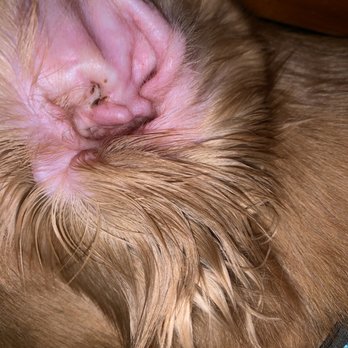 PetSmart - Waxy/dirty ear number two. - Pet Groomers Near Me - Mililani, Hawaii PetSmart - Waxy/dirty ear number two. - Pet Groomers Near Me - Mililani, Hawaii